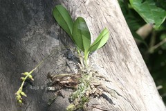 Sirhookera latifolia